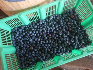 黒くて小さい夏の果物～松本市～
