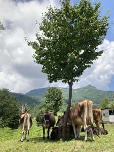 山田牧場の牛たち